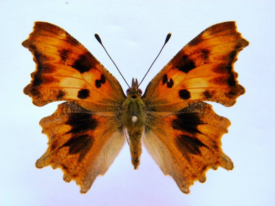 Polygonia c-album (cold shock abb 7) (Internet Image property of respective owner, non-commercial use only)